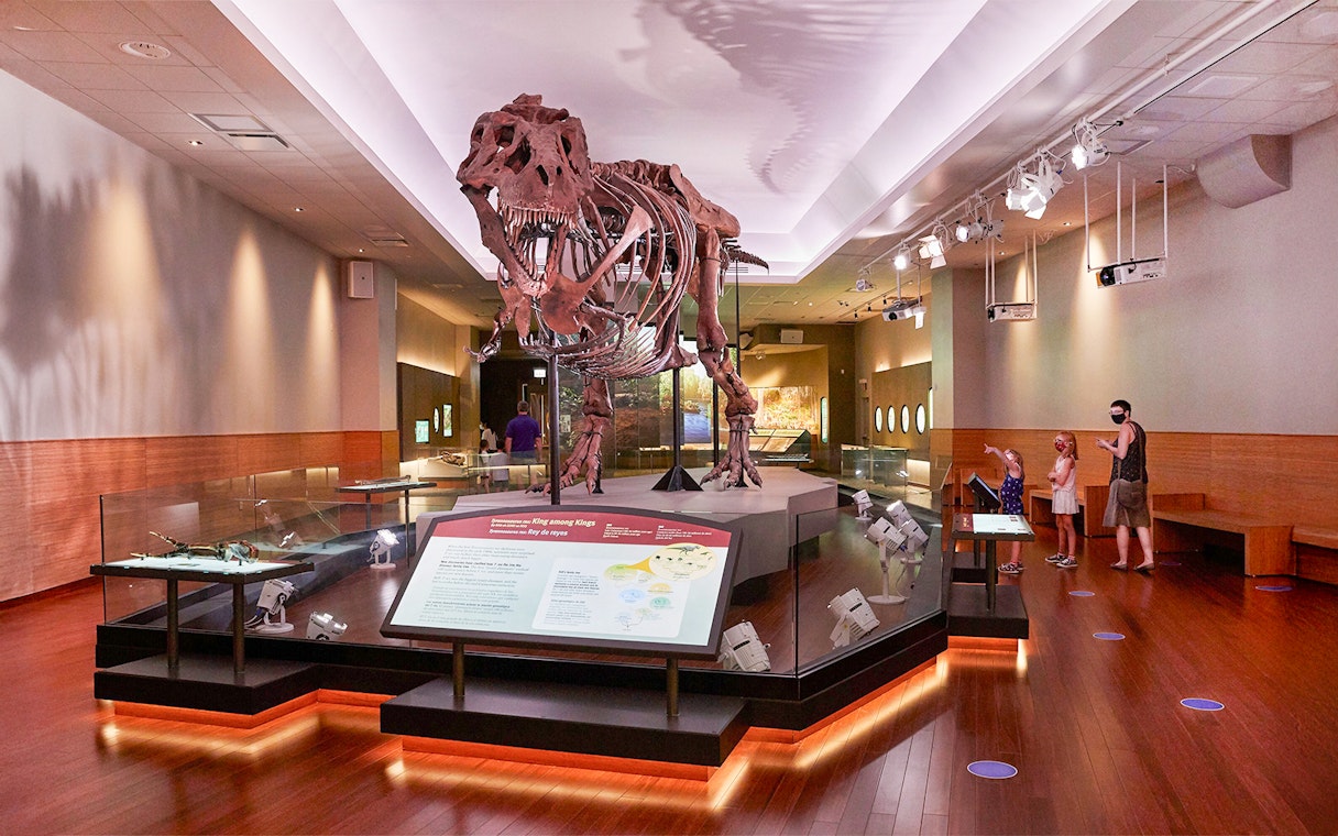 Tyrannosaurus rex fossil exhibit at the Field Museum of Natural History, Chicago.