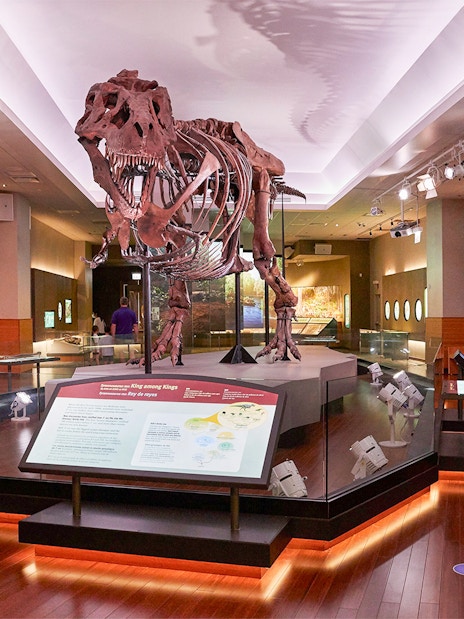 Tyrannosaurus rex fossil exhibit at the Field Museum of Natural History, Chicago.