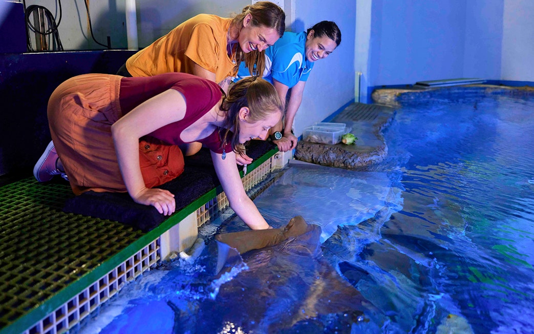 Visitors interacting with marine life at Cairns Aquarium Turtle Hospital.