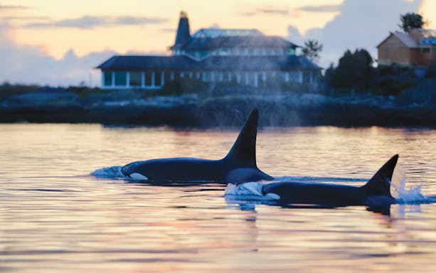 Orcas swimming near shoreline with building and trees in Victoria, Canada.