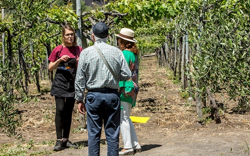 Visitors enjoying a wine tasting tour in a vineyard on the slopes of Vesuvius near Naples.