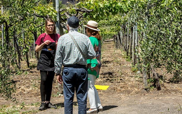 Visitors enjoying a wine tasting tour in a vineyard on the slopes of Vesuvius near Naples.