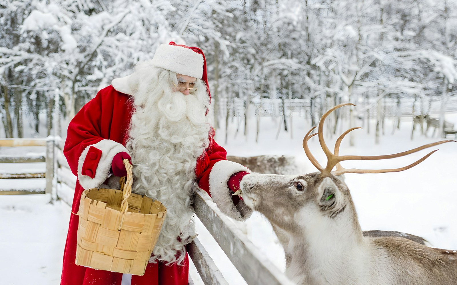 Santa Claus with reindeer in snowy Rovaniemi forest.