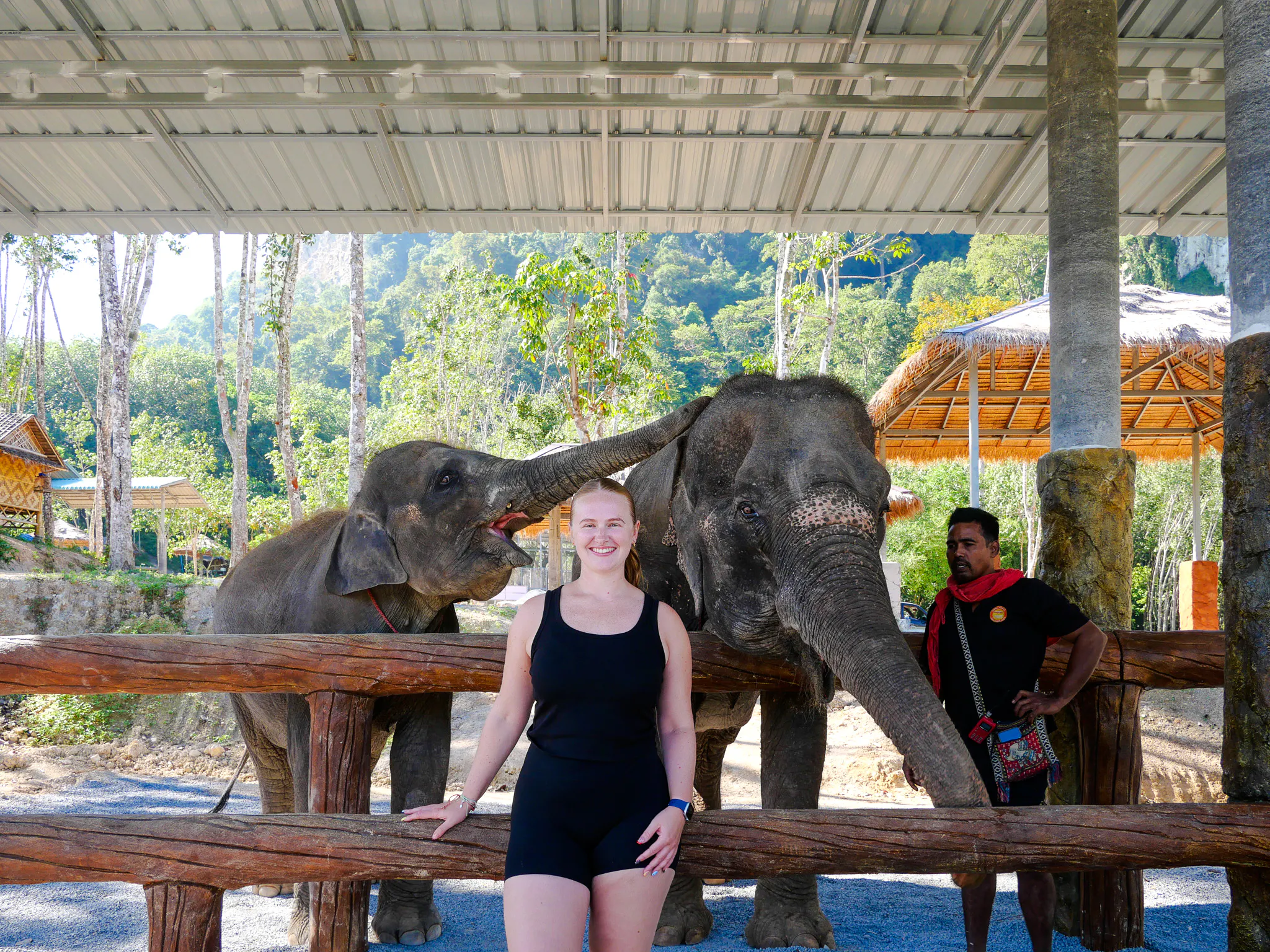 Elephants interacting with a visitor at Krabi Elephant Local Project, Krabi.