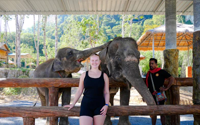 Elephants interacting with a visitor at Krabi Elephant Local Project, Krabi.