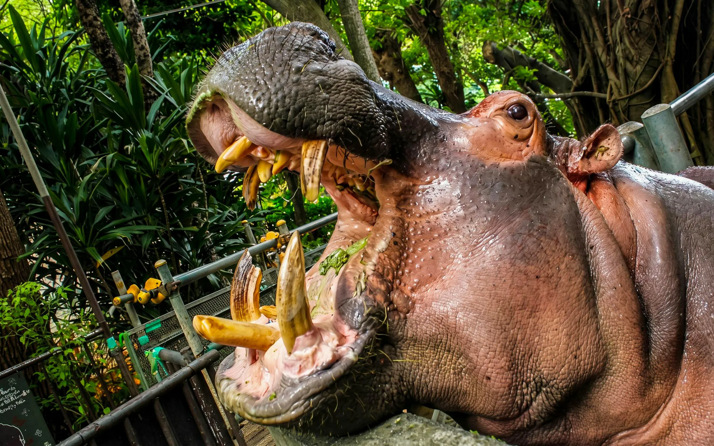 Hippo with open mouth at Okinawa Zoo & Museum.