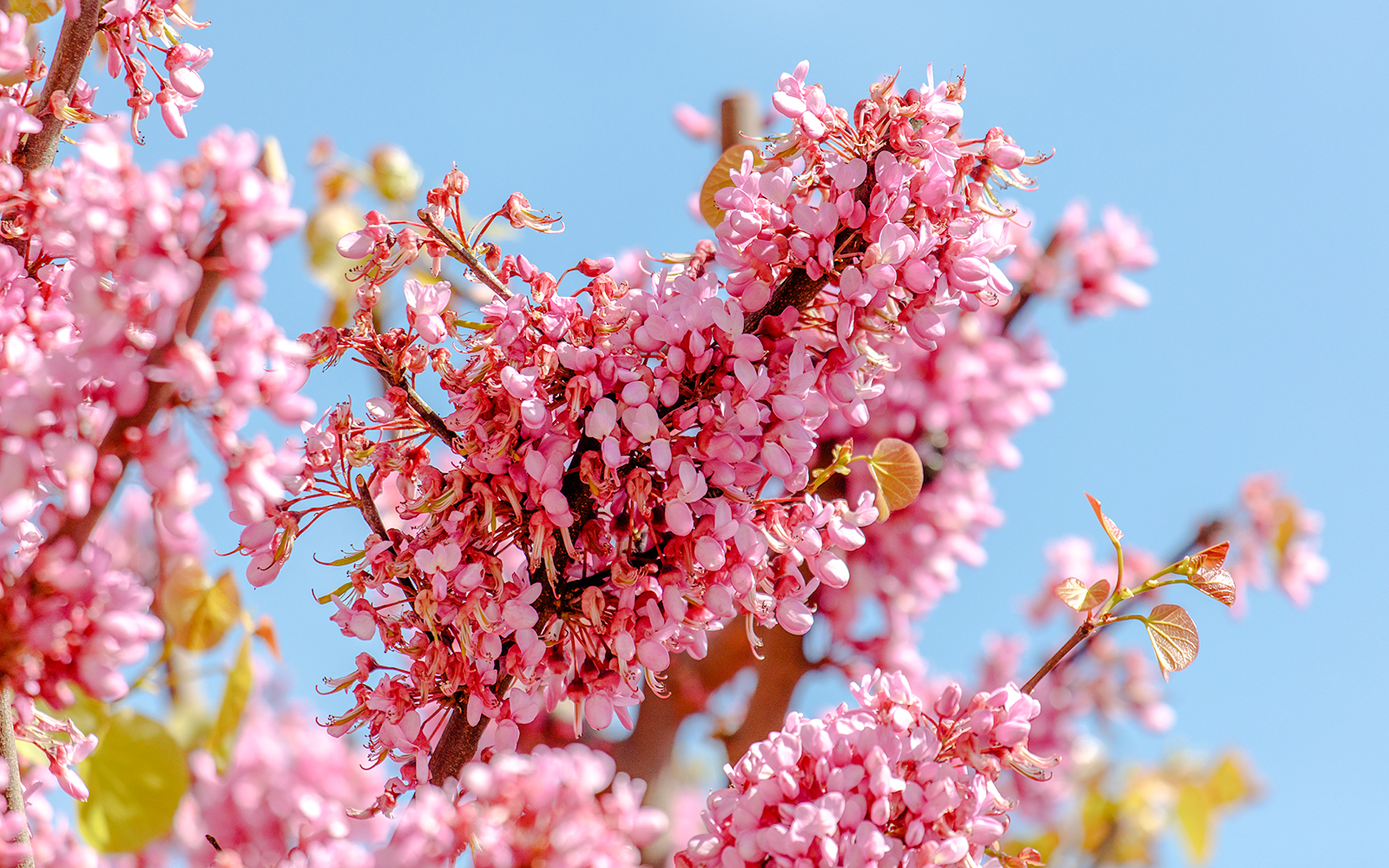 Eastern Redbud tree with pink blossoms against a clear blue sky.