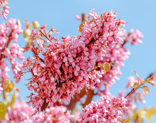 Eastern Redbud tree with pink blossoms against a clear blue sky.