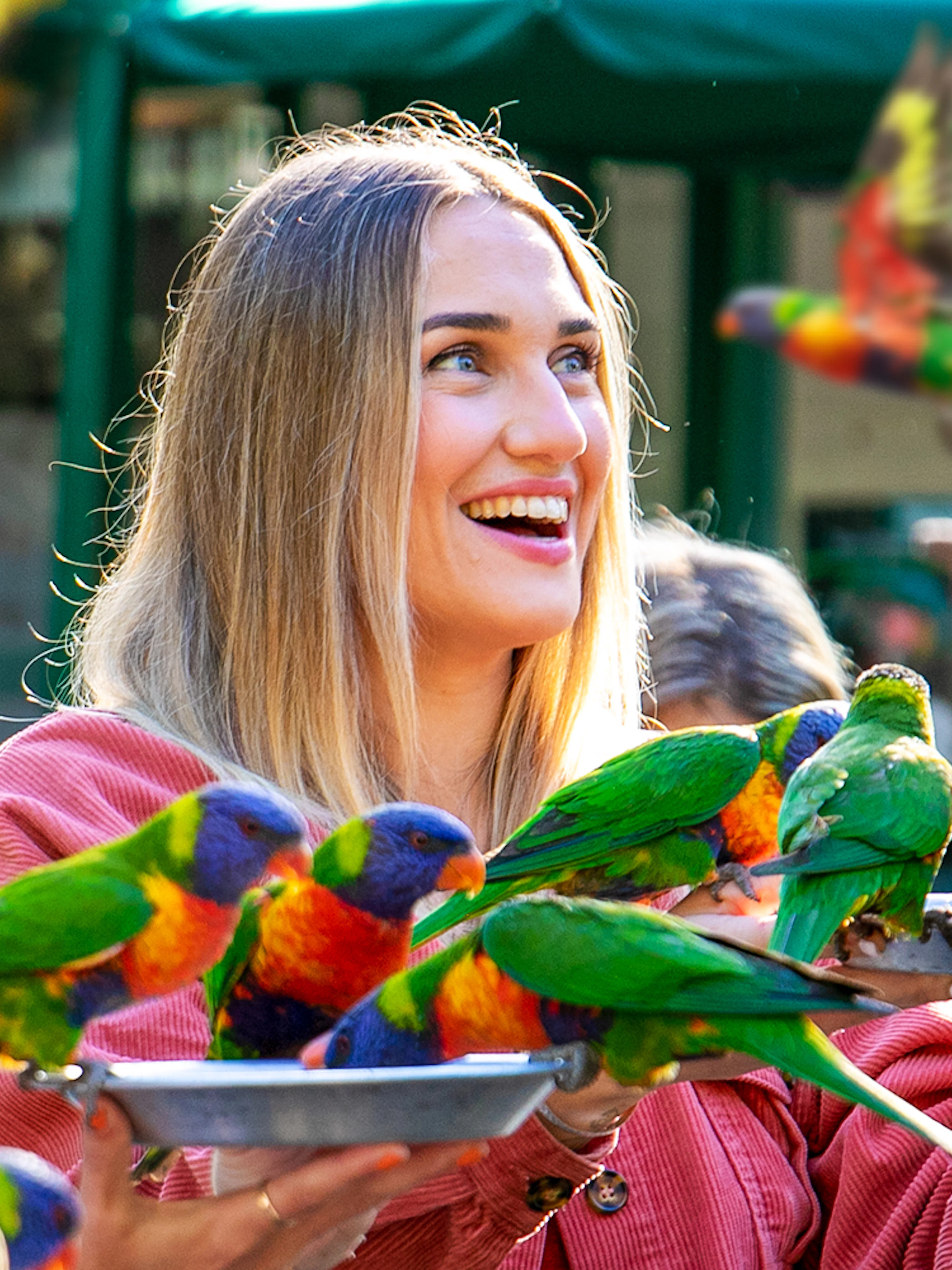 Visitors feeding colorful lorikeets at Currumbin Wildlife Sanctuary.
