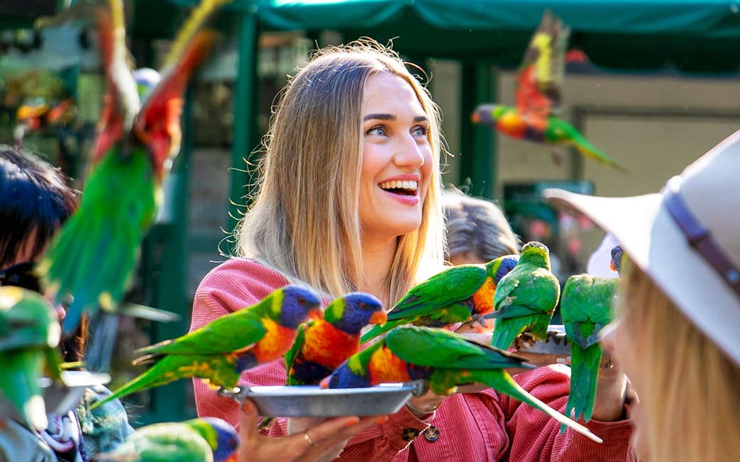 Visitors feeding colorful lorikeets at Currumbin Wildlife Sanctuary.