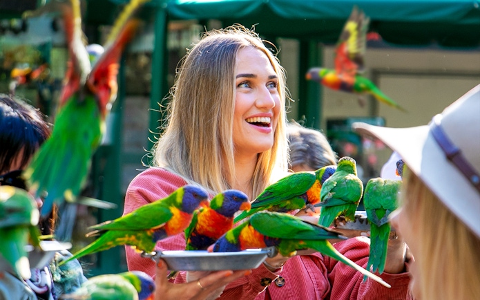 Visitors feeding colorful lorikeets at Currumbin Wildlife Sanctuary.