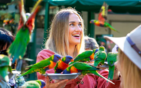 Visitors feeding colorful lorikeets at Currumbin Wildlife Sanctuary.