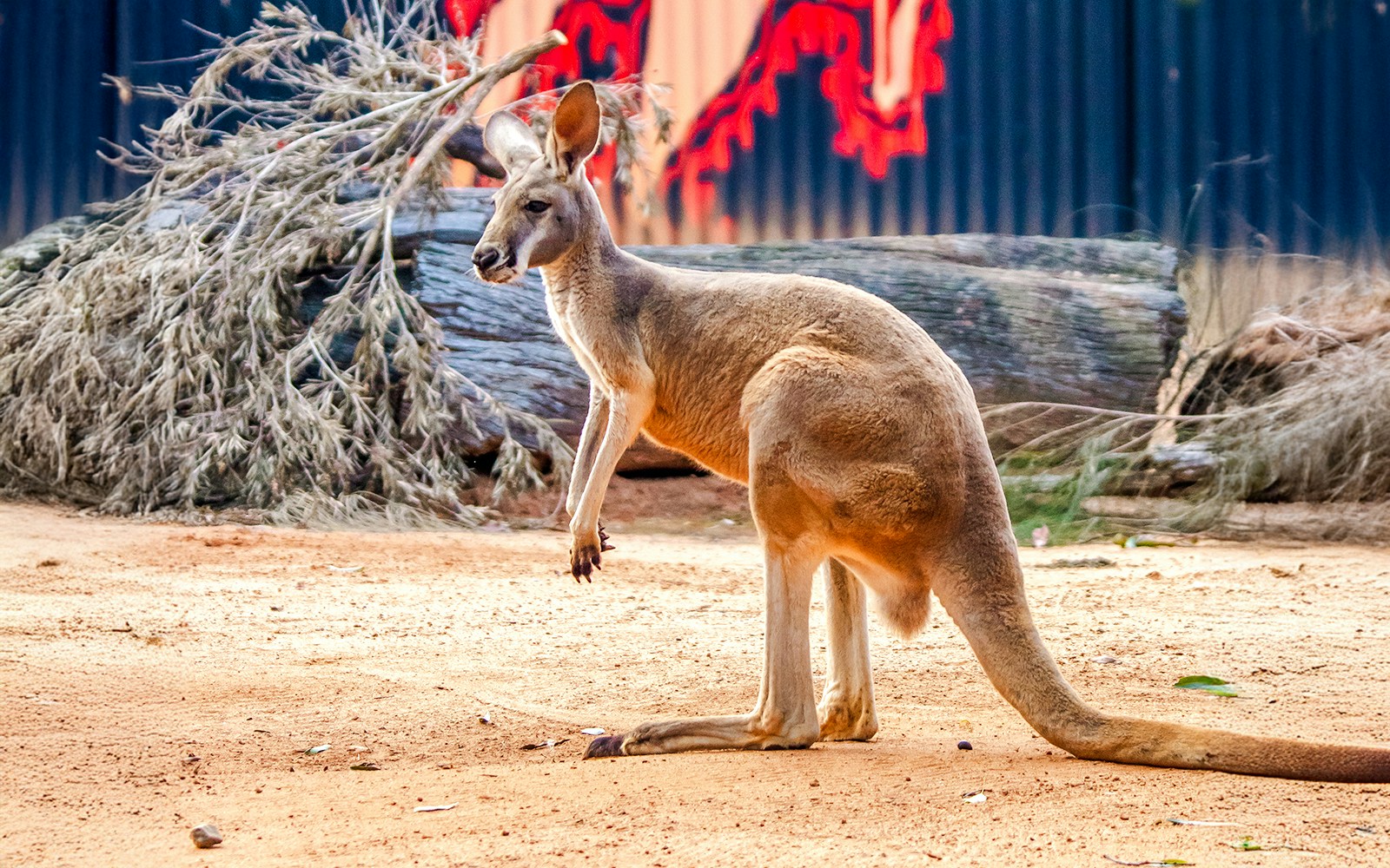 Red Kangaroo in arid habitat at Dreamworld, Gold Coast.