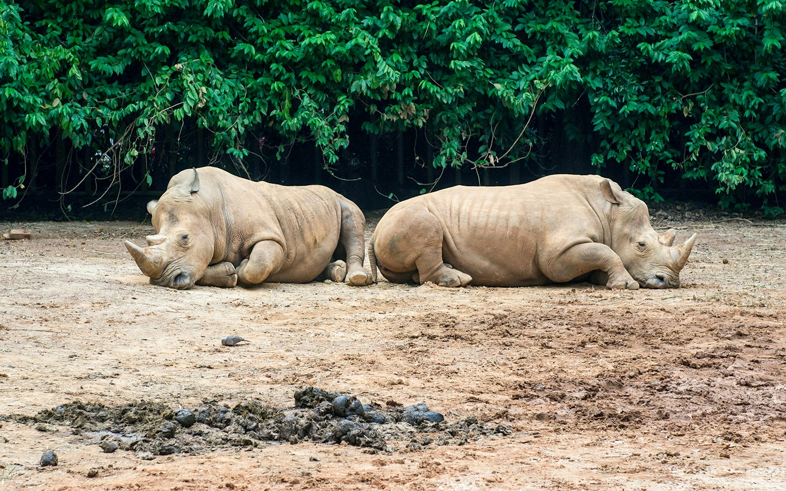 Two rhinoceroses resting on the ground at Melaka Zoo, Malaysia.