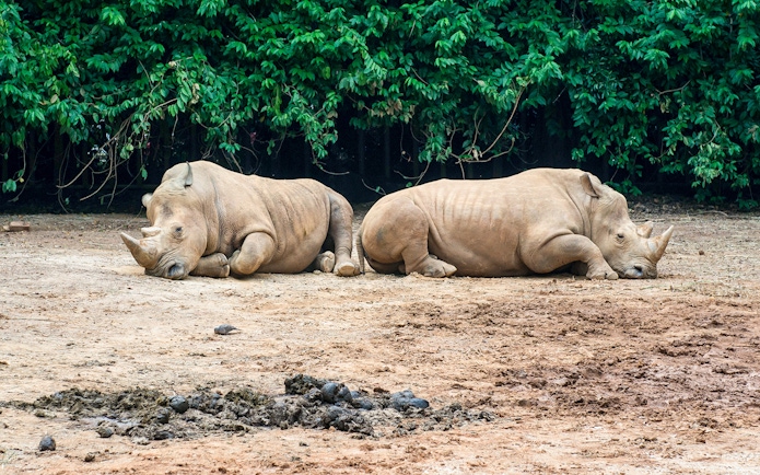 Two rhinoceroses resting on the ground at Melaka Zoo, Malaysia.