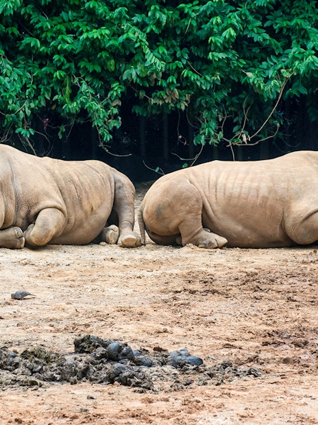 Two rhinoceroses resting on the ground at Melaka Zoo, Malaysia.
