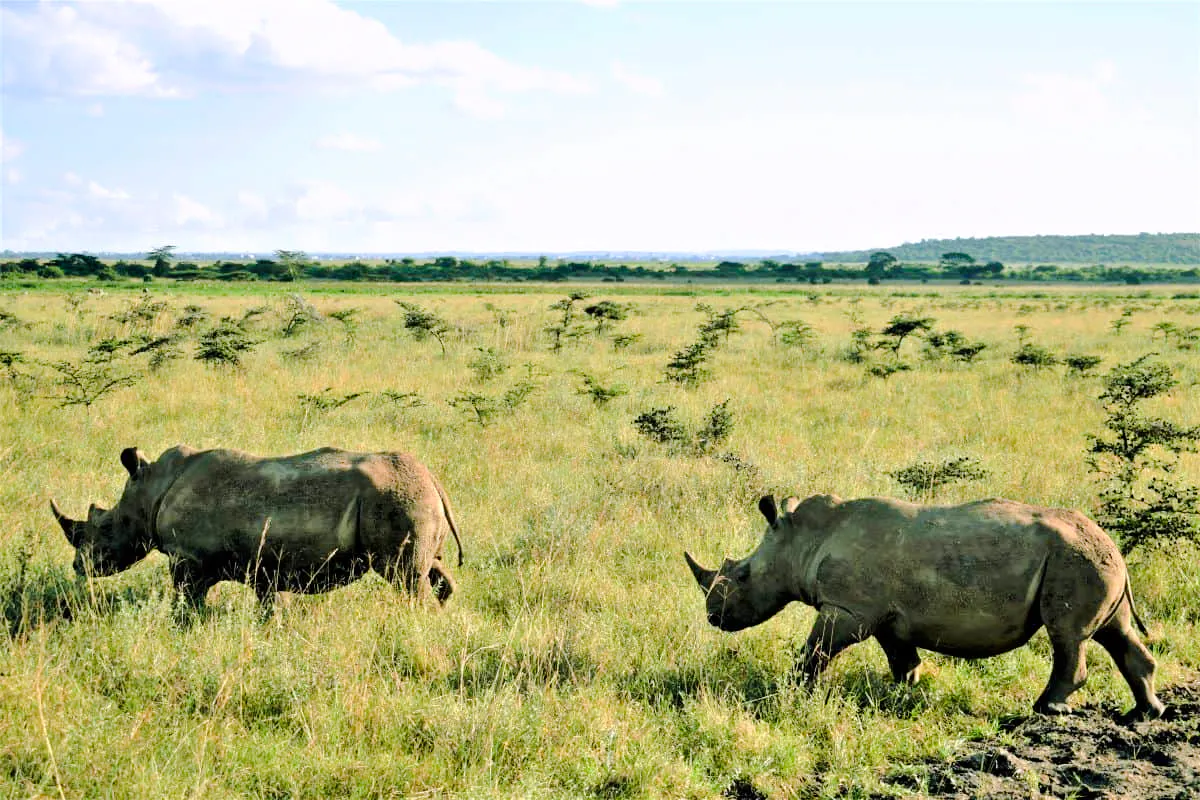 Rhinos grazing in Nairobi National Park, Kenya.