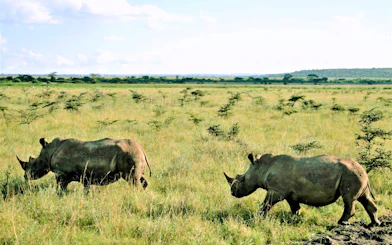 Rhinos grazing in Nairobi National Park, Kenya.