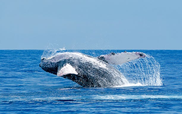 Whale breaching in the ocean off the coast of California.