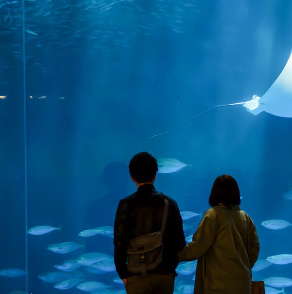 Explore the best of marine life at the Osaka Aquarium Kaiyukan