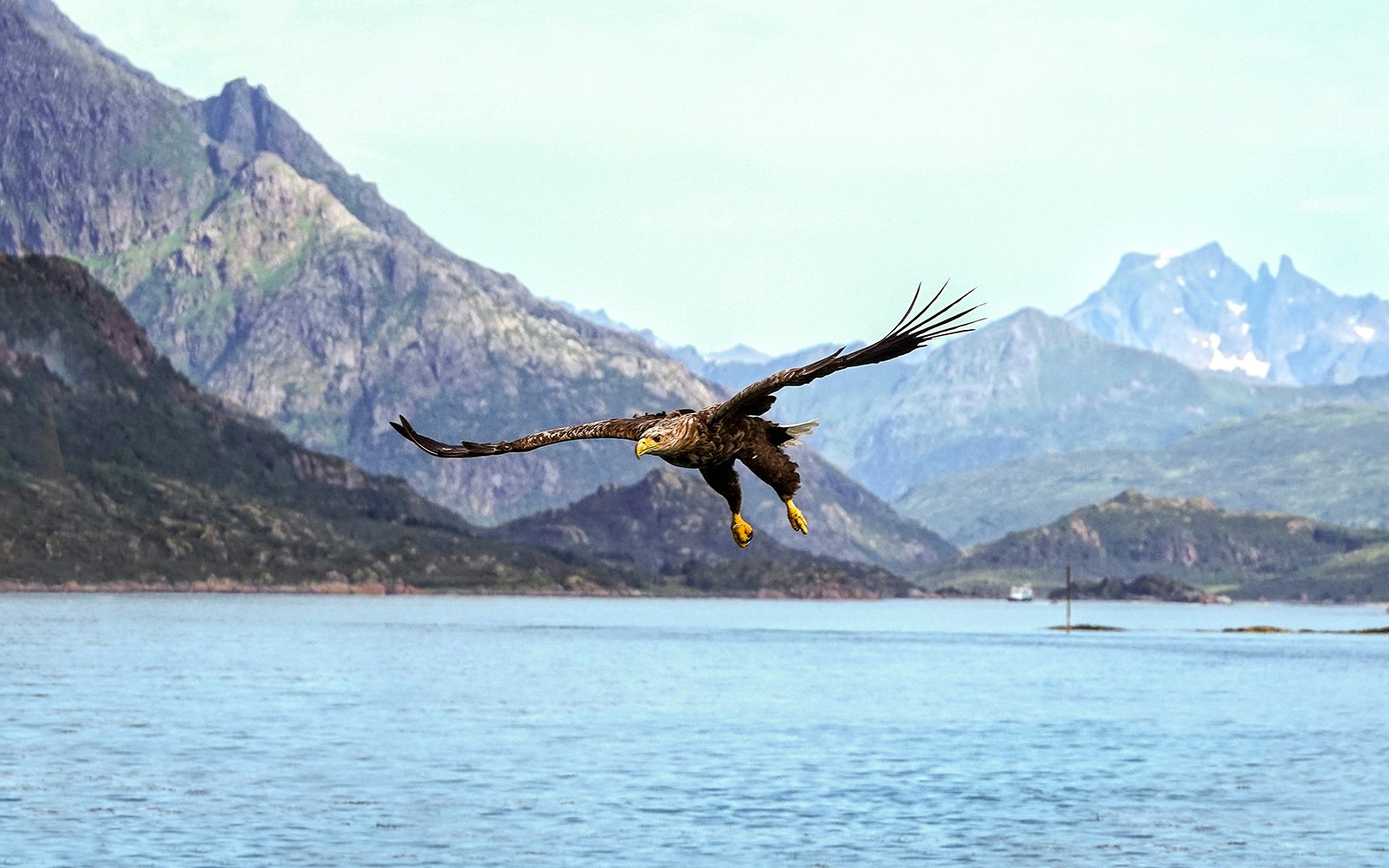 Sea eagle catching fish in Norway fjord.