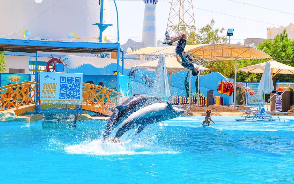 Dolphins jumping with instructor at Hurghada Dolphin Show, Egypt Dolphin World.