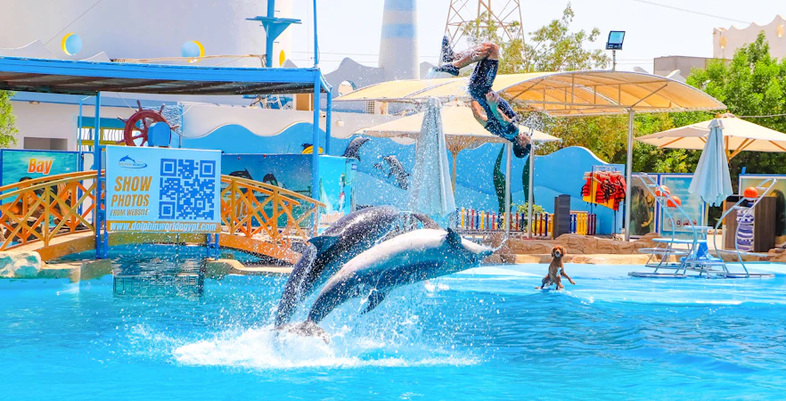 Dolphins jumping with instructor at Hurghada Dolphin Show, Egypt Dolphin World.