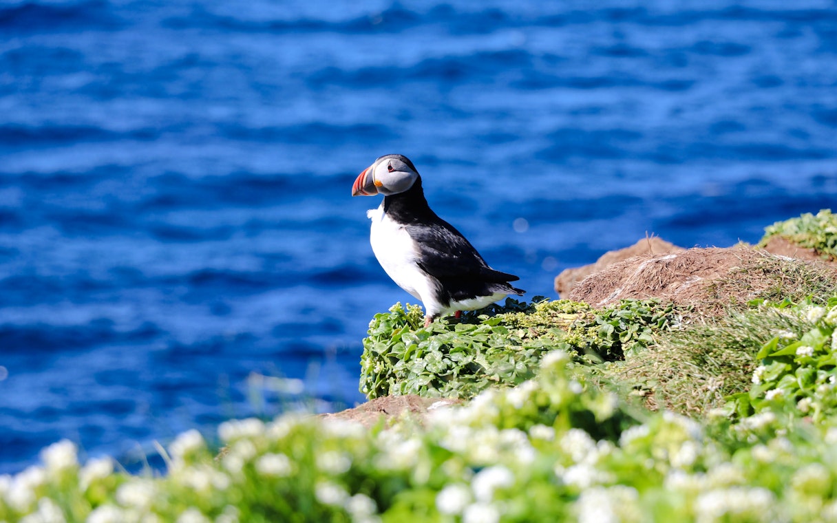 Puffin on grassy cliff with ocean backdrop during Reykjavik RIB speedboat tour.