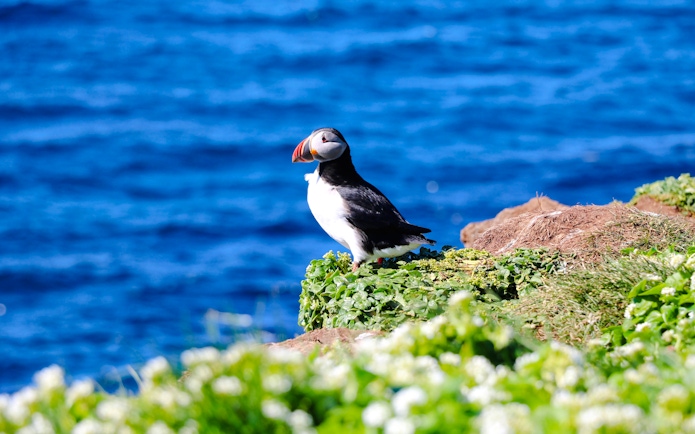 Puffin on grassy cliff with ocean backdrop during Reykjavik RIB speedboat tour.