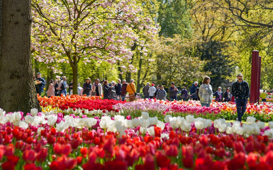 Visitors walking among tulip fields at Keukenhof Gardens, Netherlands.