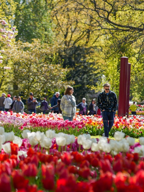 Visitors walking among tulip fields at Keukenhof Gardens, Netherlands.