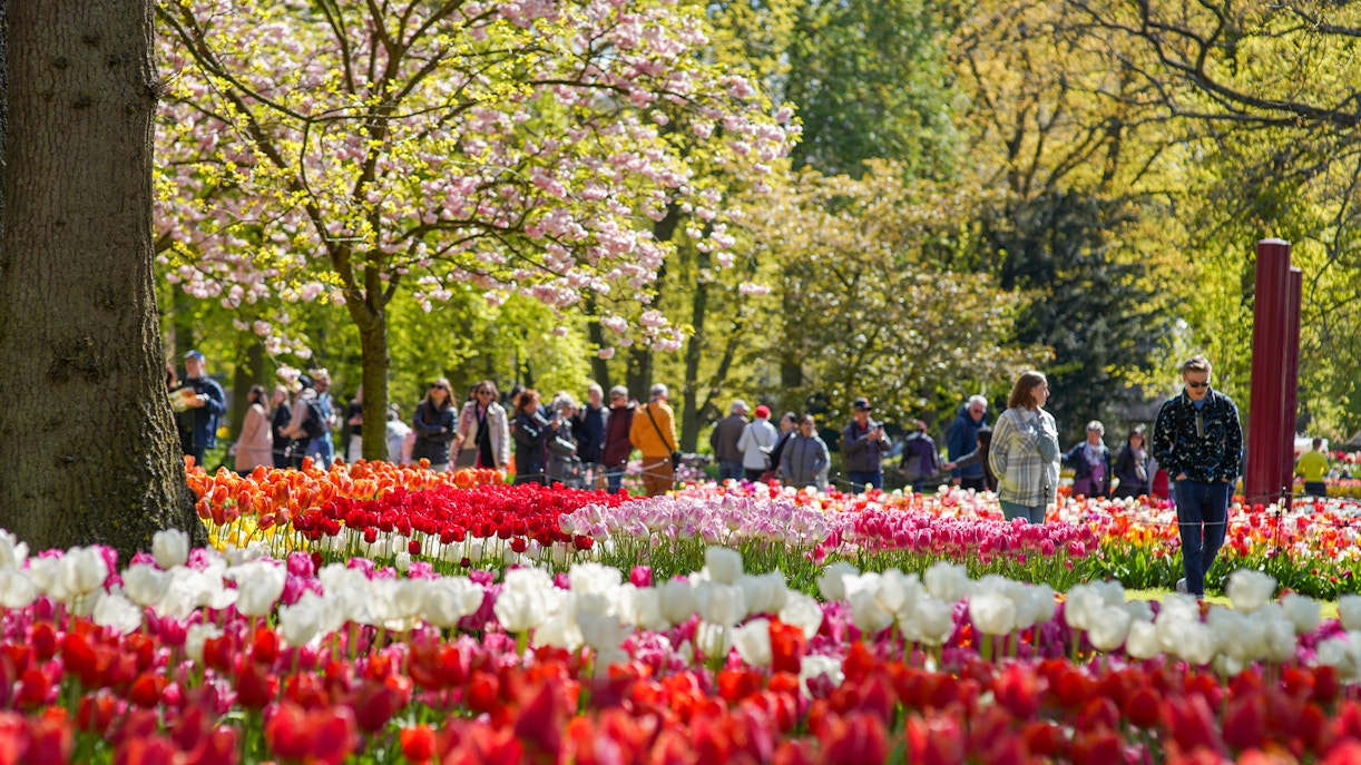 Visitors exploring vibrant tulip fields at Keukenhof Gardens, Netherlands.