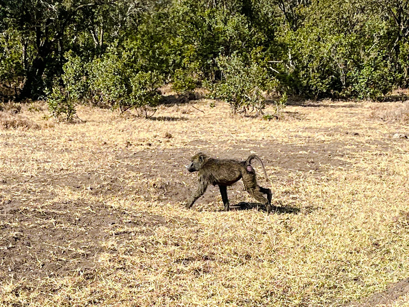 Baboon walking in Ol Pejeta Conservancy, Nairobi day tour.