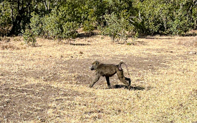 Baboon walking in Ol Pejeta Conservancy, Nairobi day tour.
