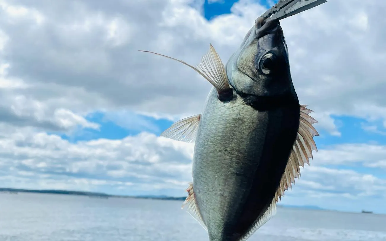 Fish caught during Hobart Half-Day Fishing, Diving & Gourmet Cruise.