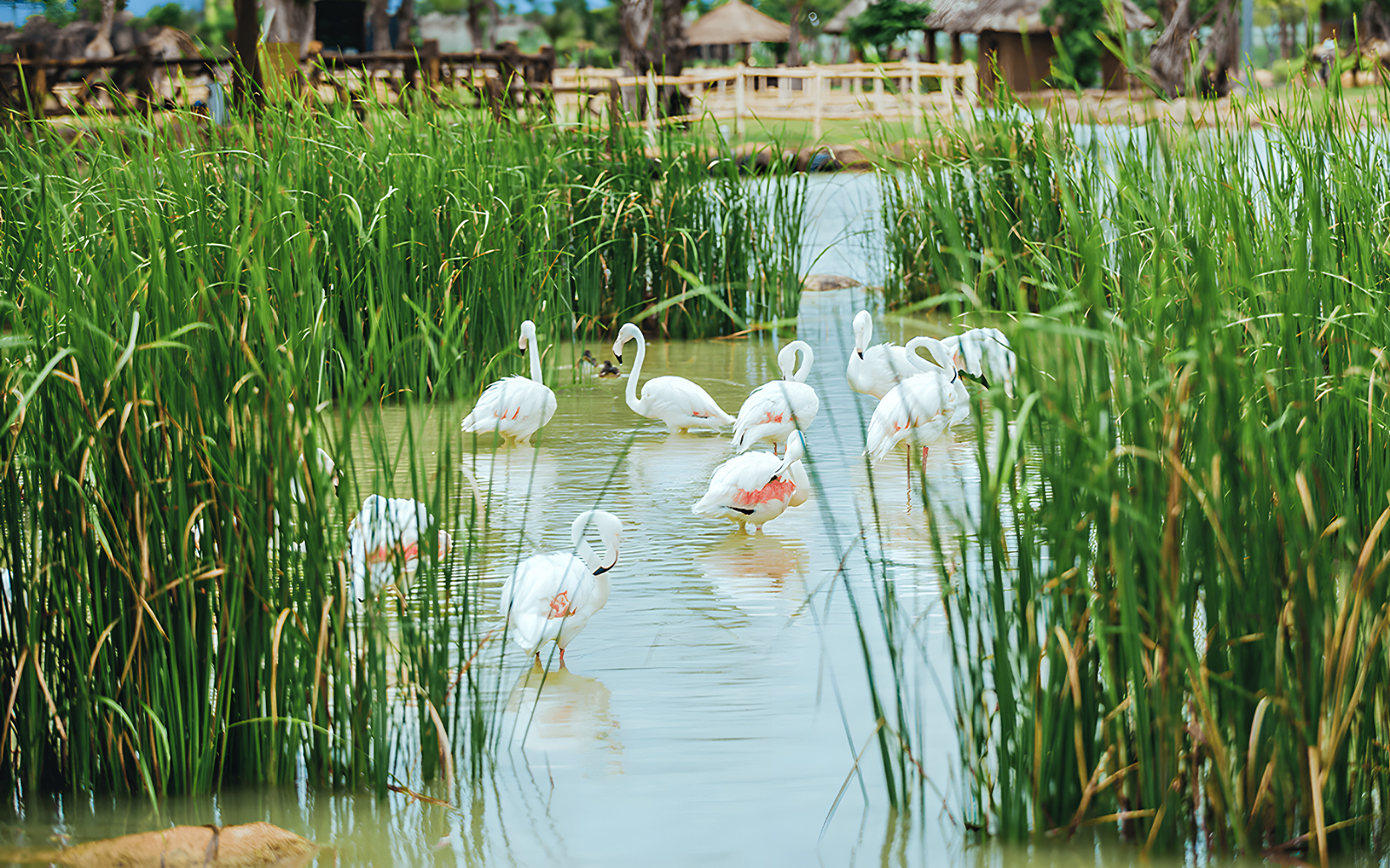 Flamingos wading in a pond surrounded by tall grass at Vinwonders Nam Hoi An Theme Park.