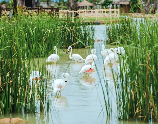 Flamingos wading in a pond surrounded by tall grass at Vinwonders Nam Hoi An Theme Park.