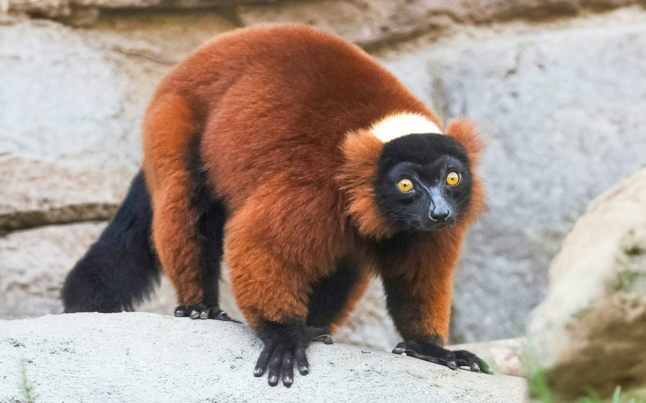 Lemur at Africa Rocks exhibit, San Diego Zoo, California.