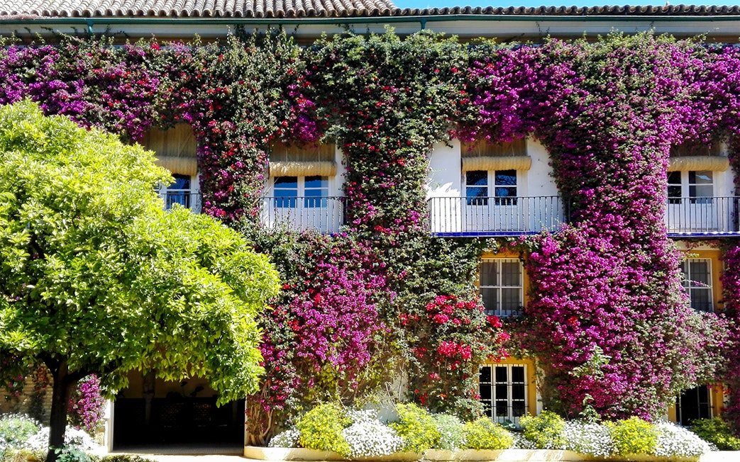 Palacio de las Dueñas facade covered in vibrant bougainvillea, Seville.