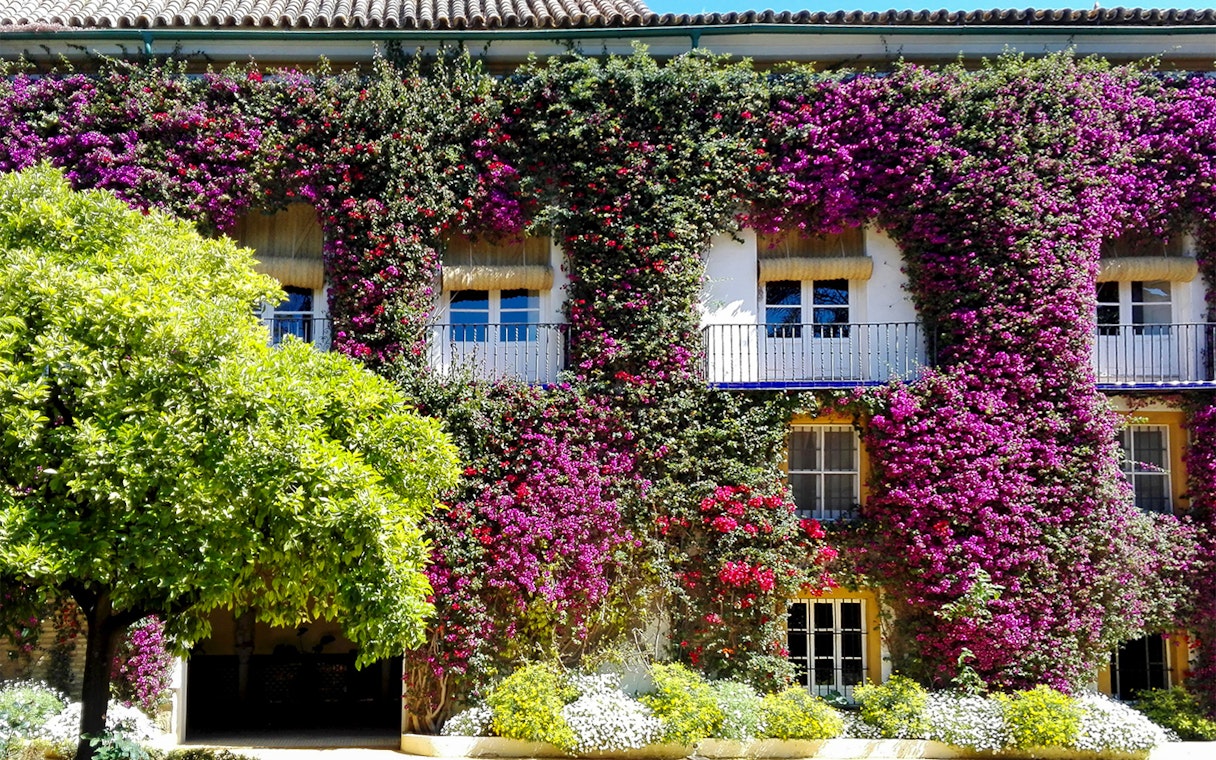 Palacio de las Dueñas facade covered in vibrant bougainvillea, Seville.