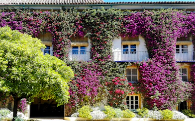 Palacio de las Dueñas facade covered in vibrant bougainvillea, Seville.