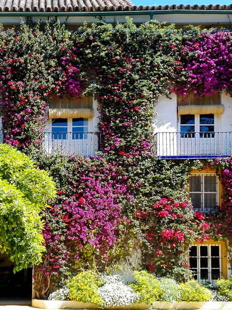 Palacio de las Dueñas facade covered in vibrant bougainvillea, Seville.