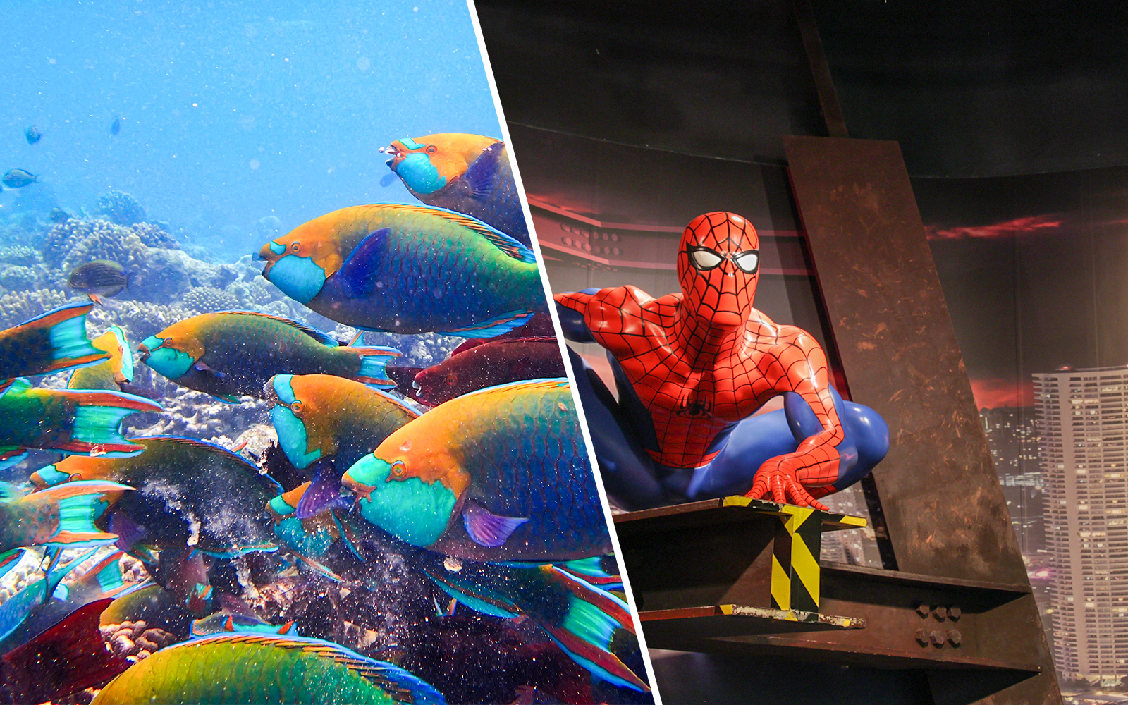 Combo Sea Life Bangkok + Madame Tussauds
