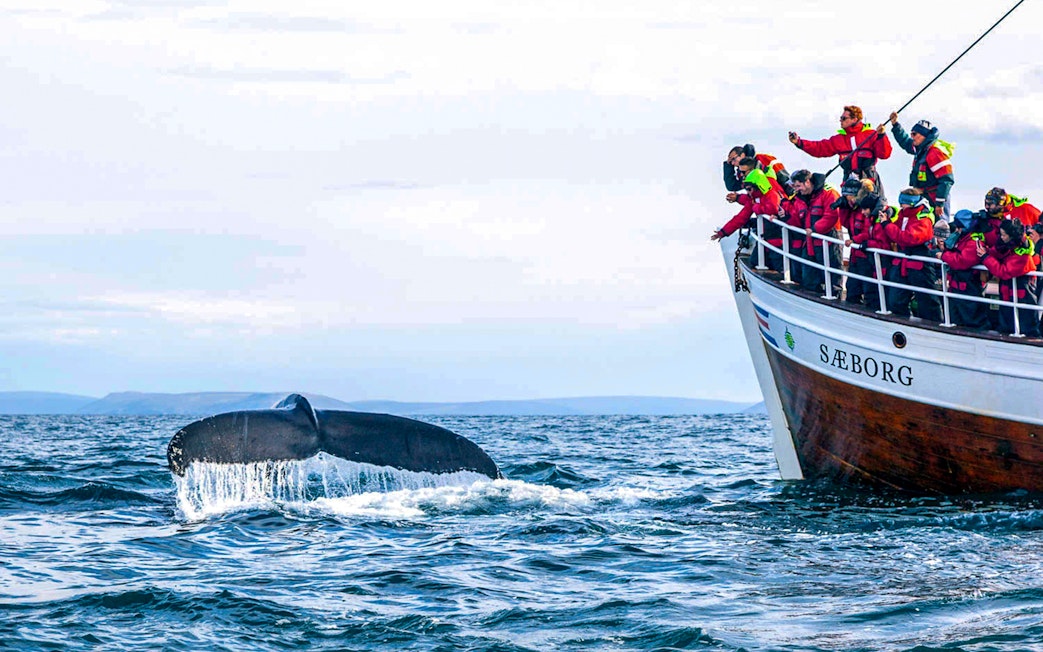 Humpback whale tail near tour boat on whale watching cruise.