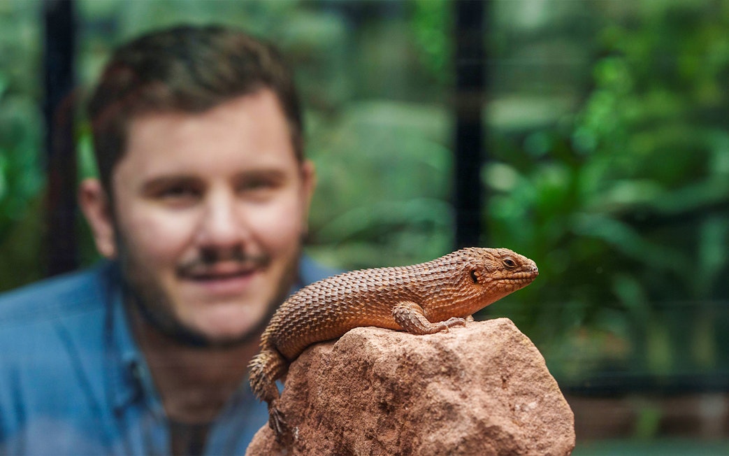 Lizard on rock at London Zoo with visitor observing in background.