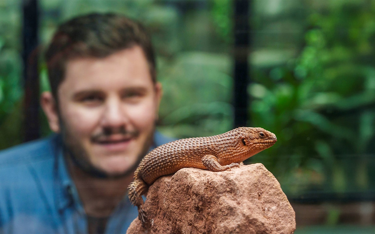 Lizard on rock at London Zoo with visitor observing in background.