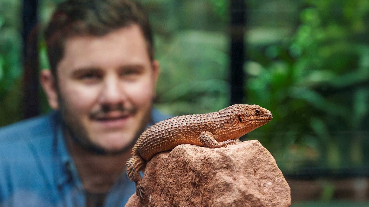 Lizard on rock at London Zoo with visitor observing in background.