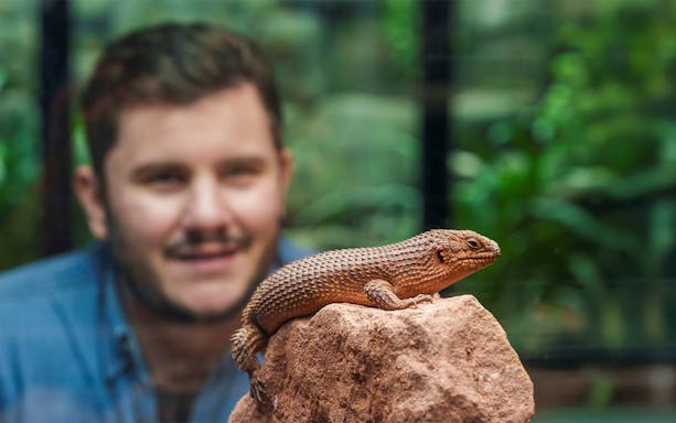 Lizard on rock at London Zoo with visitor observing in background.