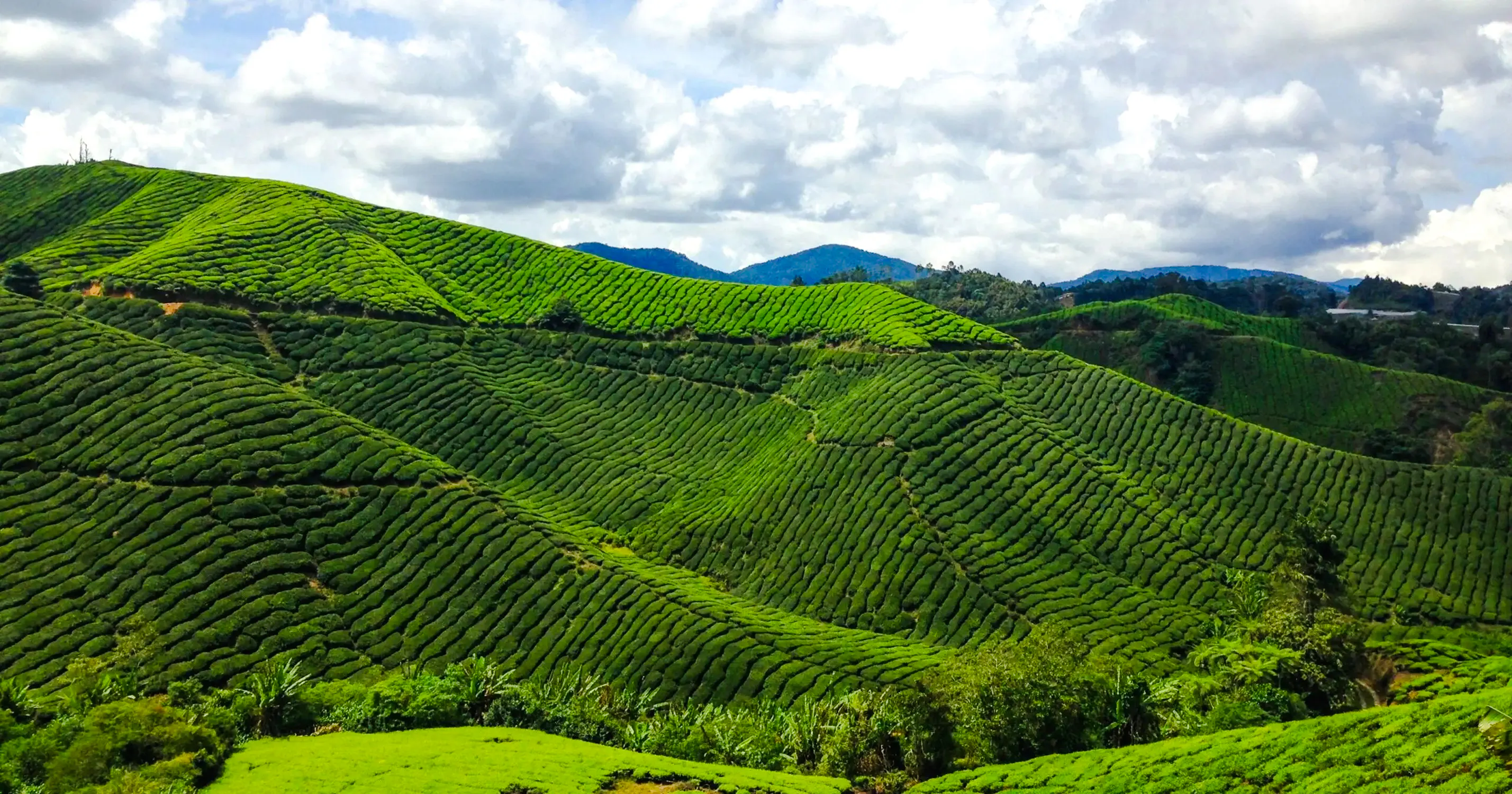 from kuala lumpur: private cameron highlands tour-18