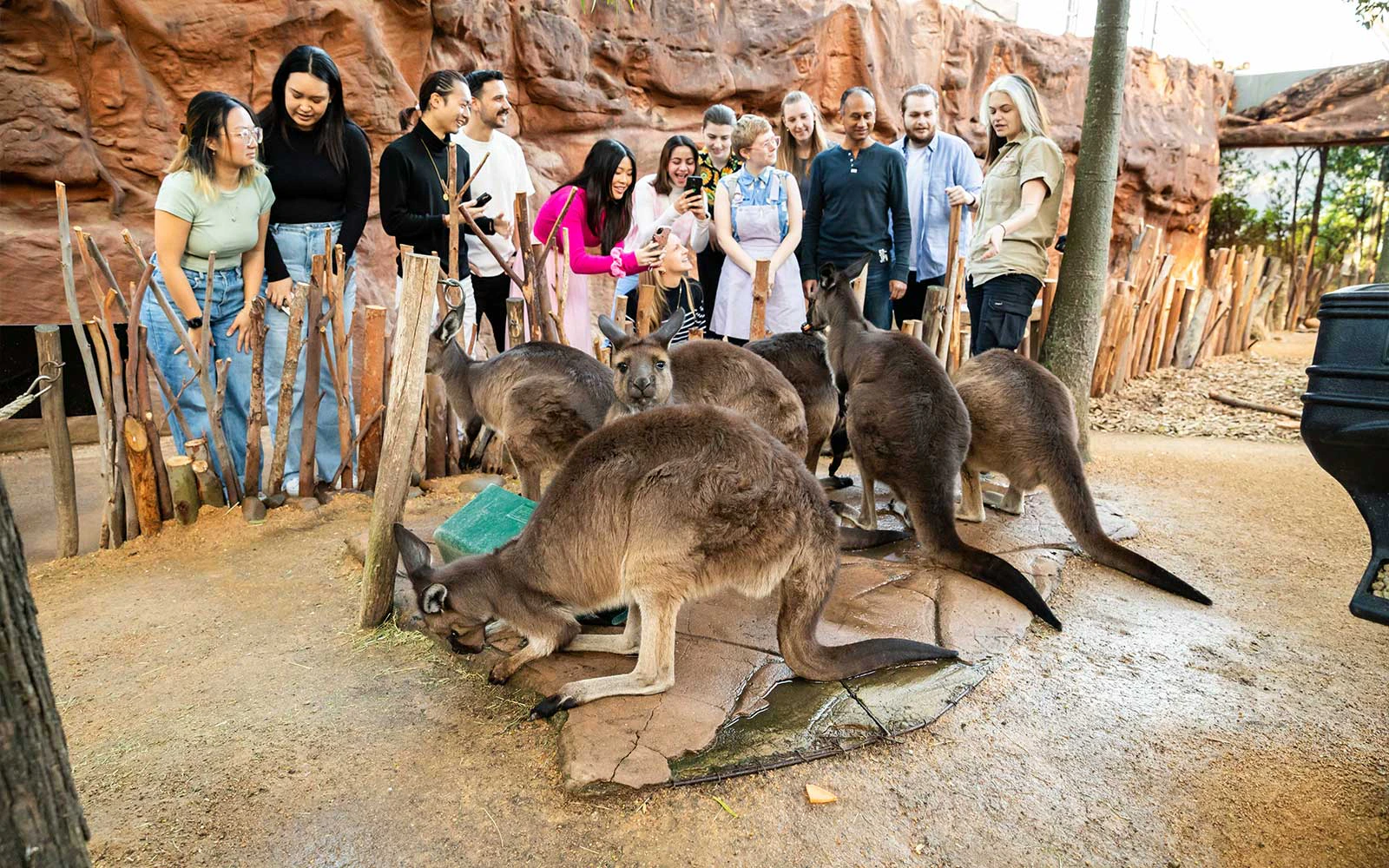 Kangaroo Walk-About